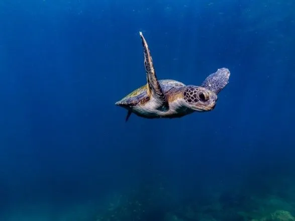 В Бразилии из-за неизвестной утечки нефти массово умирают черепахи