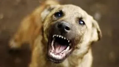 У Полтаві померла жінка, яку напередодні покусали собаки