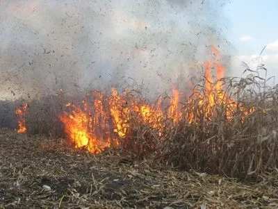 На Чернігівщині вогнем знищено 12 га кукурудзи