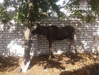 В Луганской области полицейские спасли лося