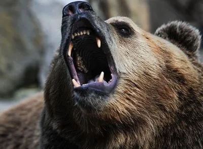 В Румынии медведь напал на пожилого мужчину и двоих детей