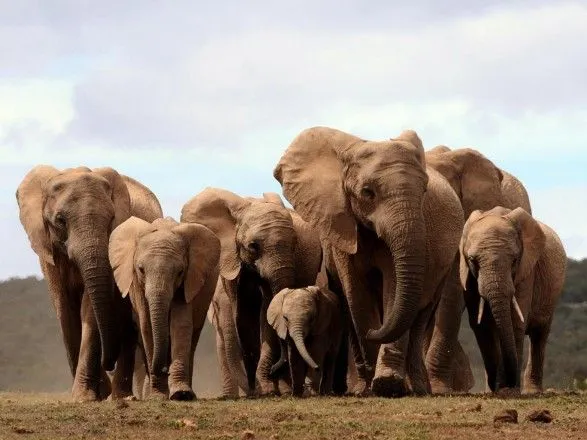 Более 50 слонов погибли от голода в Зимбабве