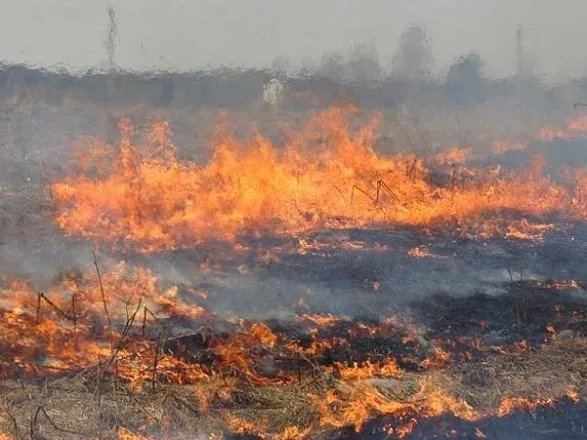 В Полтавской области выгорело 20 га кукурузного поля