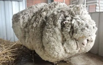 Померла вівця з найбільшим руном у світі