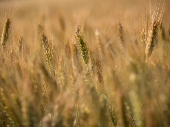 Жнива-2019: в Україні зібрано майже 59 млн тонн зерна
