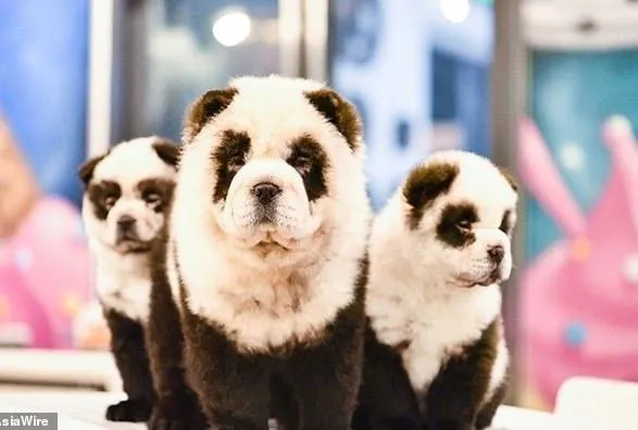 В кафе в Китае собак перекрашивают в панд