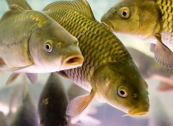 Право на вилов та розведення риби можна буде отримати на онлайн аукціоні - Держрибгосп