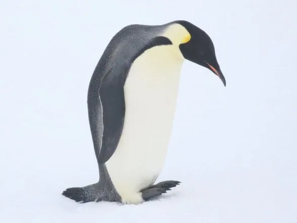 Імператорський пінгвін завітав у гості до українських полярників в Антарктиді