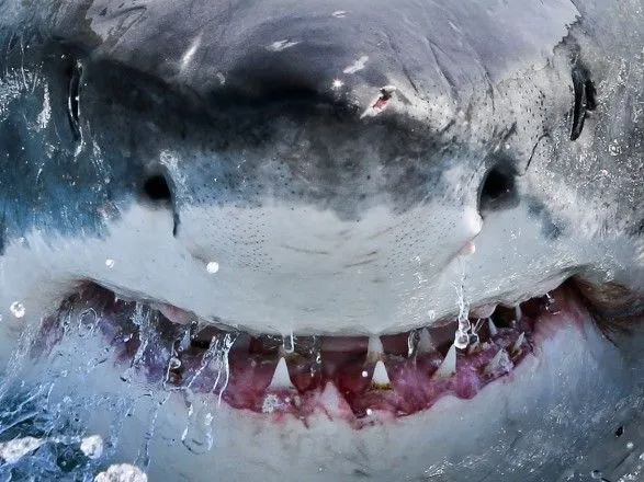 В Австралії акула напала на двох британських туристів