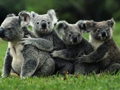 Масштабна пожежа в Австралії: сотні коал загинули у вогні