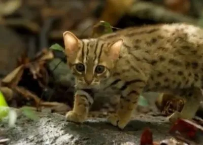 В сети появилось видео с самой маленькой в мире дикой кошкой
