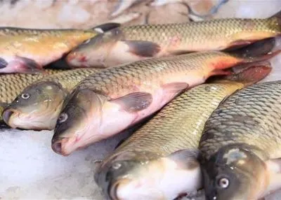 С сегодняшнего дня в большинстве областей Украины запрещается ловить рыбу в зимовальных ямах