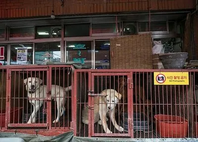В столице Южной Кореи закрыли последнюю скотобойню для собак