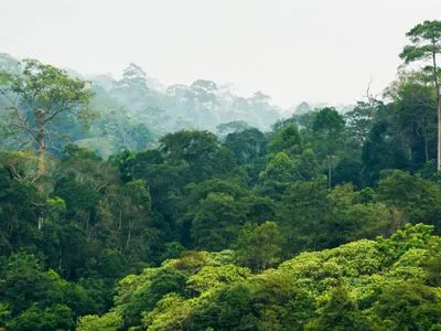 Вырубка тропических лесов вредит экологии гораздо больше, чем считалось ранее