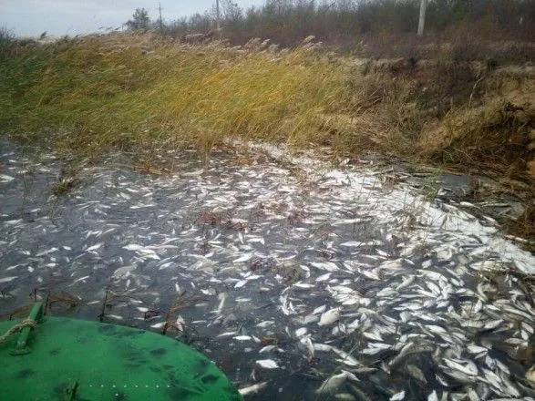 Из-за массового мора рыбы в Херсонской области открыли уголовное производство