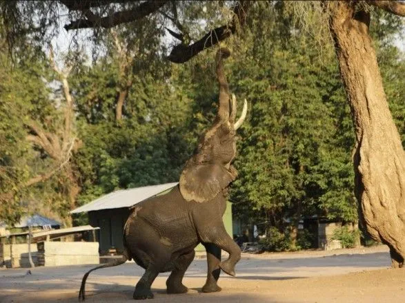 u-zimbabve-cherez-posukhu-vmirayut-sloni