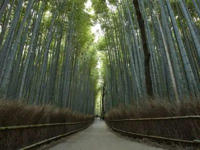Бамбуковий ліс Сагано в Кіото названий одним із найкрасивіших у світі гаїв