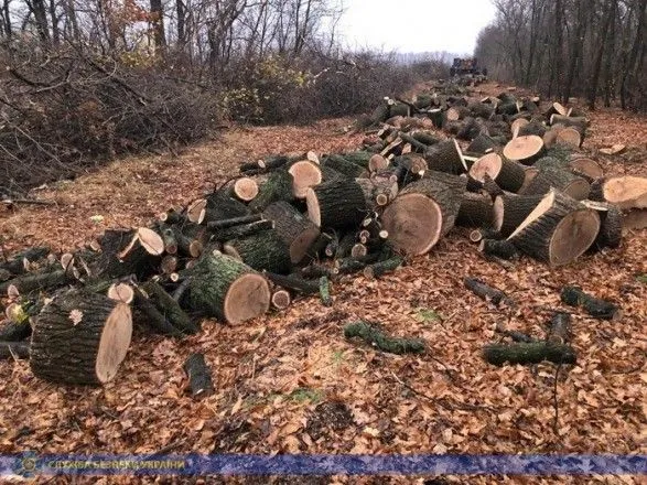 На Харківщині незаконно вирубали дерева на майже 5 млн гривень