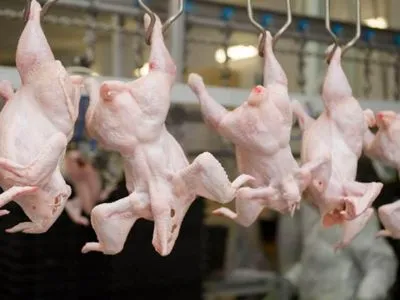 Украина увеличила экспорт мяса птицы