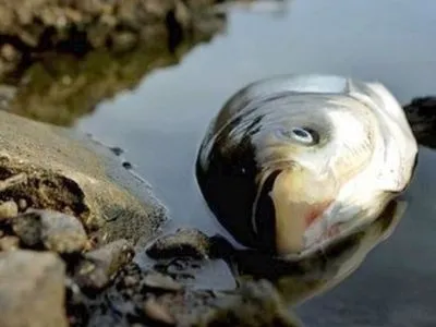 В Херсонской ОГА рассматривают несколько причин массового мора рыбы в Днепре