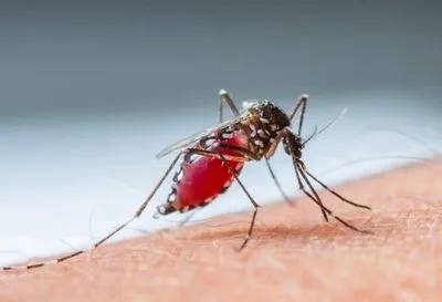 В Іспанії діагностували перший випадок передачі лихоманки денге статевим шляхом