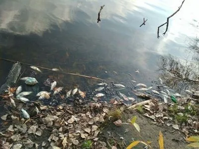 На Житомирщині зафіксована масова загибель риби