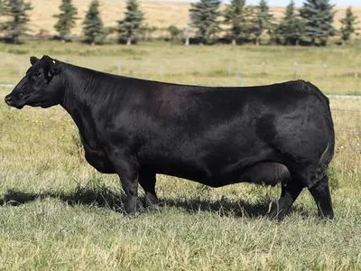 За рекордні 106 тисяч доларів у Канаді продали чорну корову