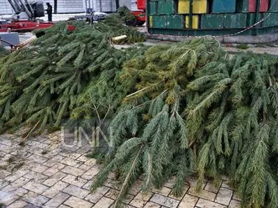 Названы размеры штрафов за незаконно спиленные елки перед Новым годом