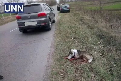 В МВД рассказали, что грозит живодеру из Хмельницкой области за издевательство над собакой