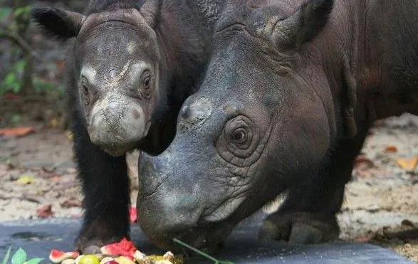 В Малайзии умерла последняя самка суматранского носорога