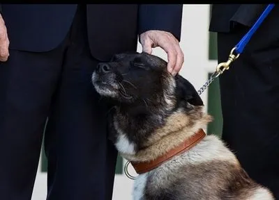 Трамп нагородив медаллю собаку, що брала участь в ліквідації ватажка ІД