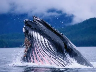 Науковці дослідили, чому розміри синіх китів не змінюються впродовж мільйонів років