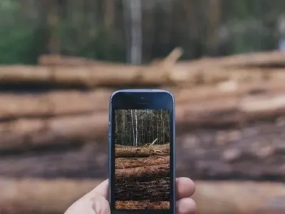Лес в смартфоне: к реестру подключены десять областей