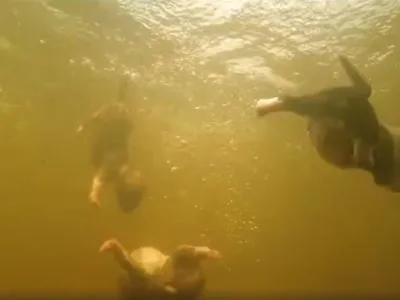 Зооактивистов возмутили кадры украинского фильма, где щенков топят в воде