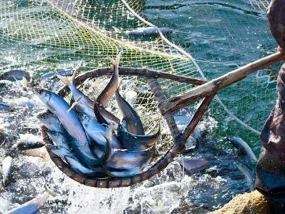 Украина разделила с РФ квоты на вылов рыбы в Азовском море