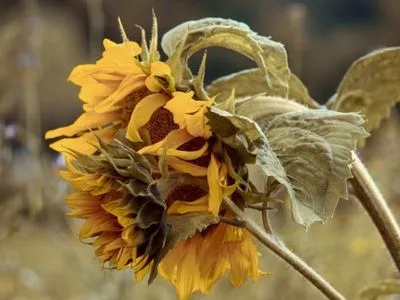 В Україні зібрали рекордний врожай соняшника