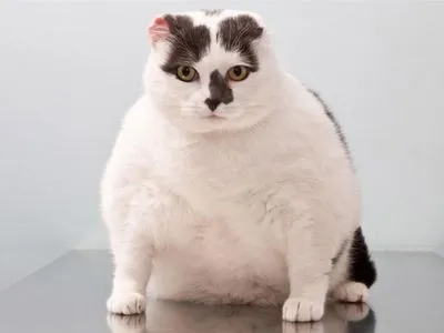 Пухнасті товстуни: поради ветеринара, як боротися з ожирінням хатніх улюбленців