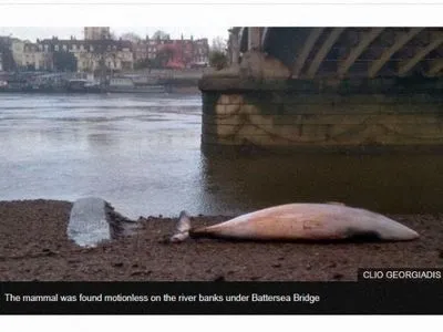 Под мостом в Лондоне выбросило кита