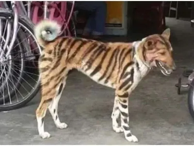 Фермер из Индии перекрасил свою собаку в тигра, чтобы отпугивать обезьян