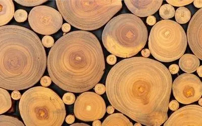 В апреле в Украине запустят онлайн-аукционы по продаже древесины
