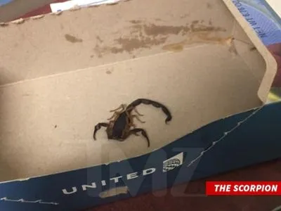 В США на борту самолета пассажира ужалил скорпион