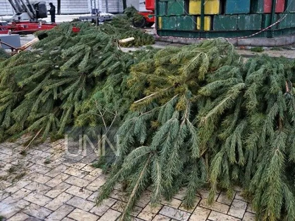 Во Львовской области разоблачили незаконную заготовку новогодних елок
