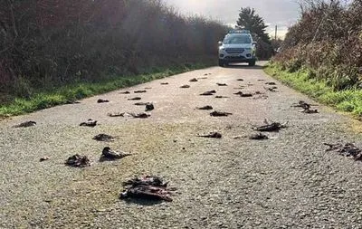 Сотни мертвых птиц обнаружили на одной из дорог Уэльса