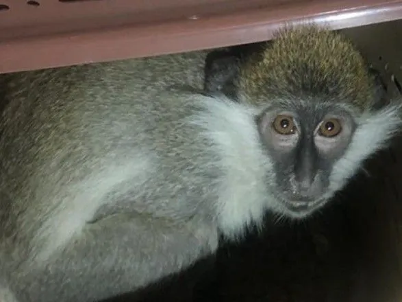 В харьковском супермаркете ловили обезьяну из контактного зоопарка