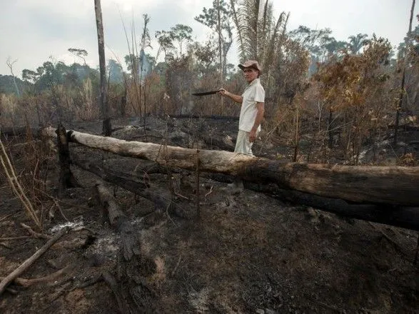 В бразильской Амазонии стали вырубать вдвое больше деревьев