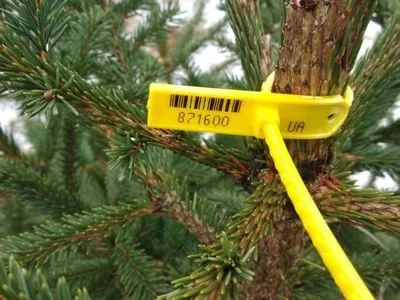 В Киевской области за выходные выявили 18 случаев незаконной продажи елок