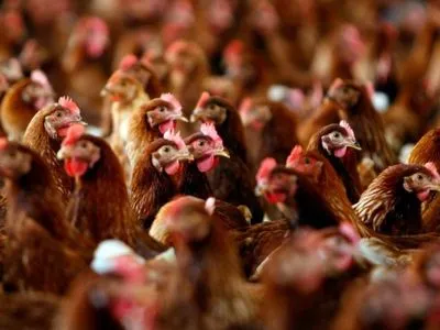 Українське тваринництво тримається на виробниках курятини та яєць - Мінекономіки