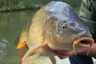 У Чехії рибина спричинила тяжку аварію