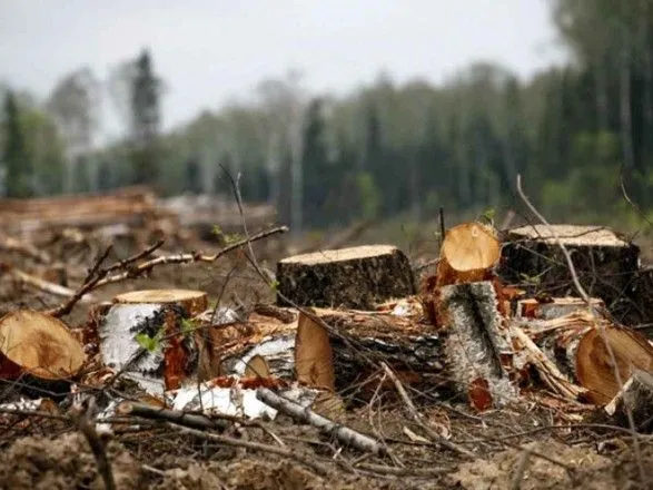 В Україні видали майже 40 тисяч дозвільних квитків на заготівлю деревини