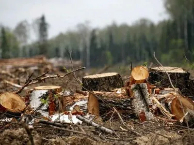 В Украине выдали почти 40 тысяч разрешительных билетов на заготовку древесины